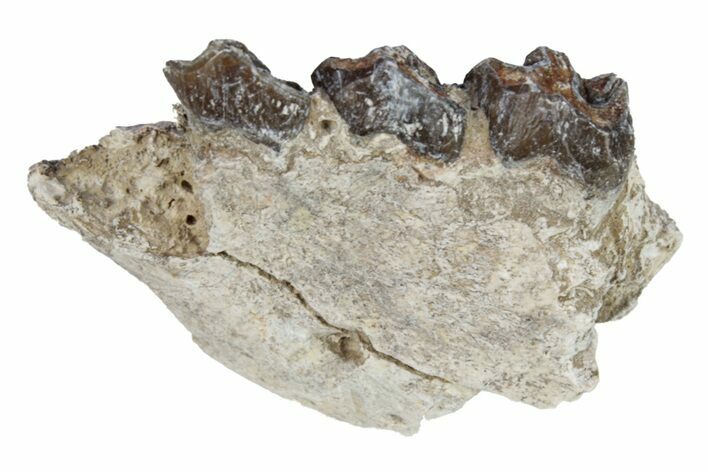 Oreodont (Merycoidodon) Jaw Section - South Dakota #254992